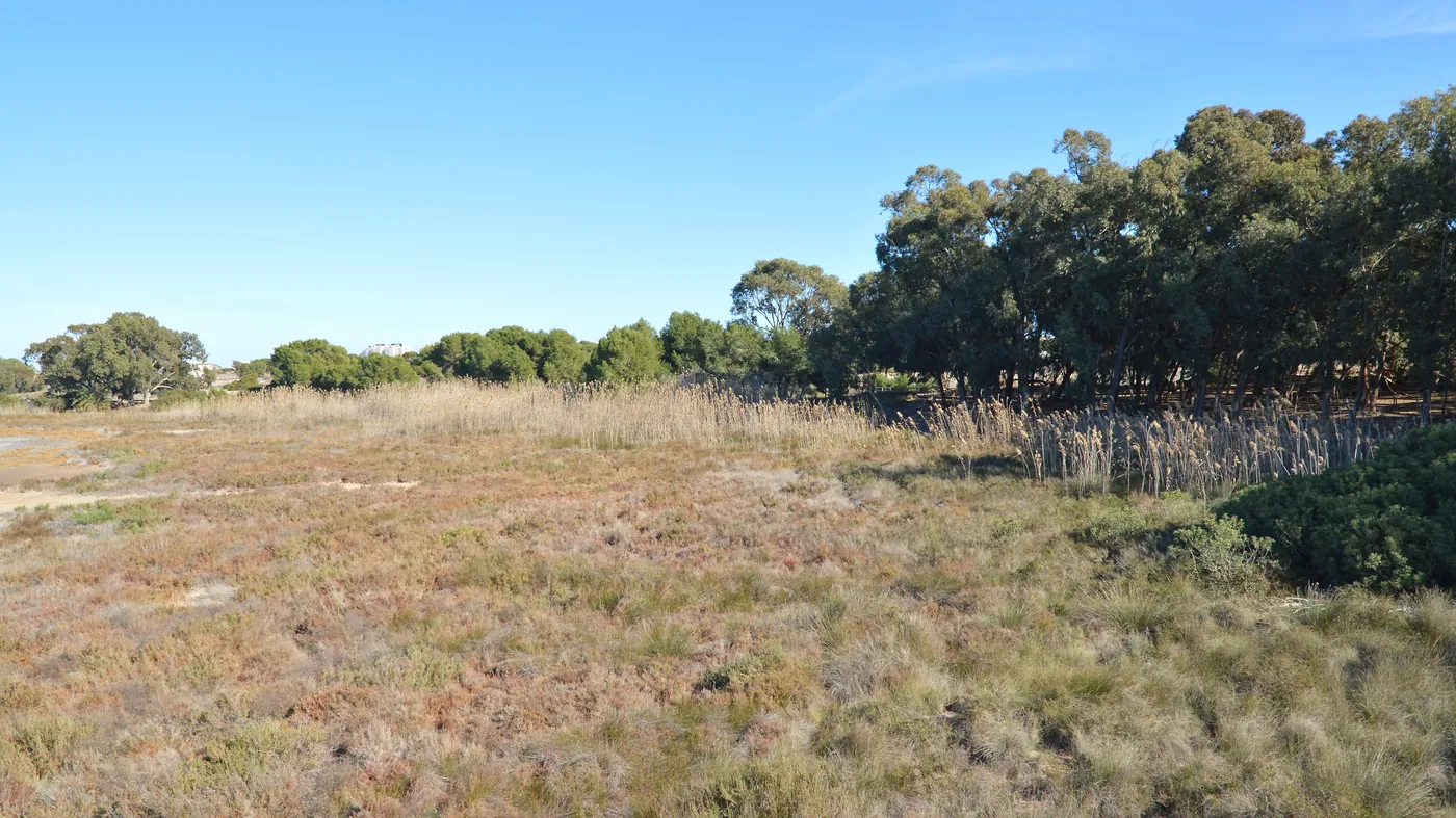 Trzcinowiska wzdłuż Vía Verde przy lagunach Torrevieja